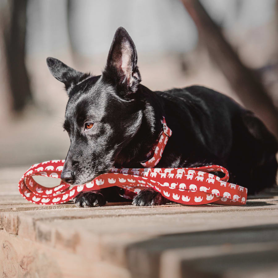 Cold Laser Therapy for Cats & Dogs in Fayetteville 