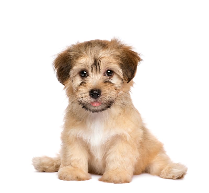 Puppy, Fayette Veterinary Medical Center