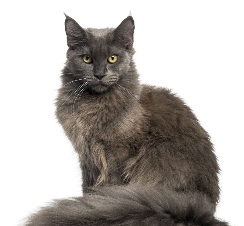 Senior Cats, Fayette Veterinary Medical Center